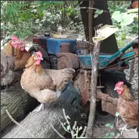 Free-ranging chickens in a village courtyard.