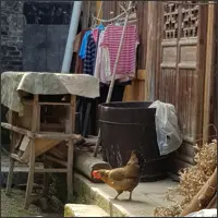 Chicken walking down the steps of a farmhouse.