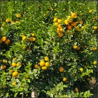 Ripe oranges growing on a tree.