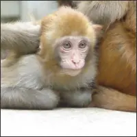Young rhesus macaque watching visitors curiously.