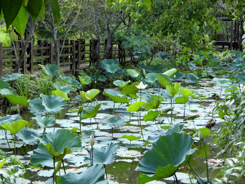 Matai'an Wetlands