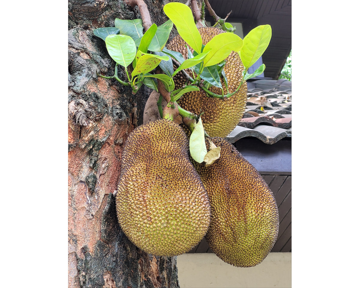 Eurasia, Chiang Mai