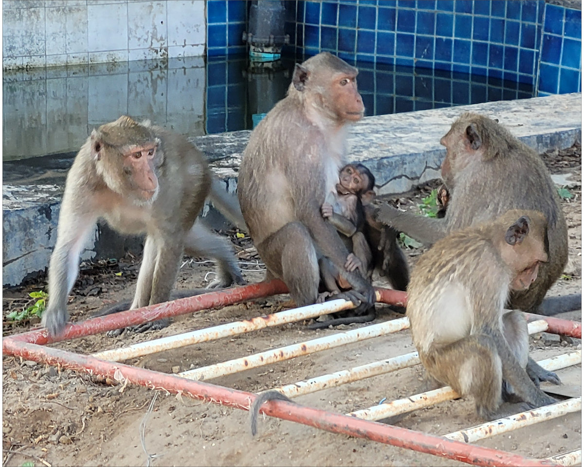 Monkeys