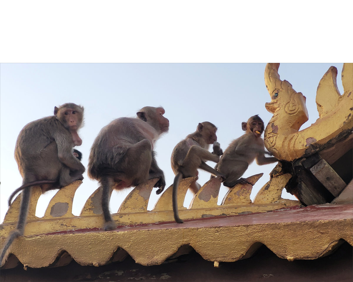 Monkeys