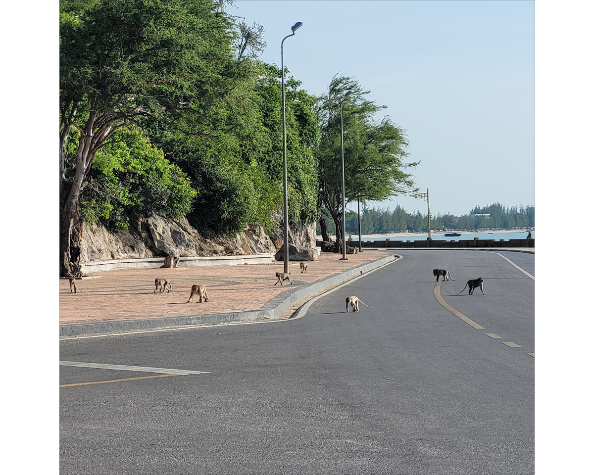 Monkeys