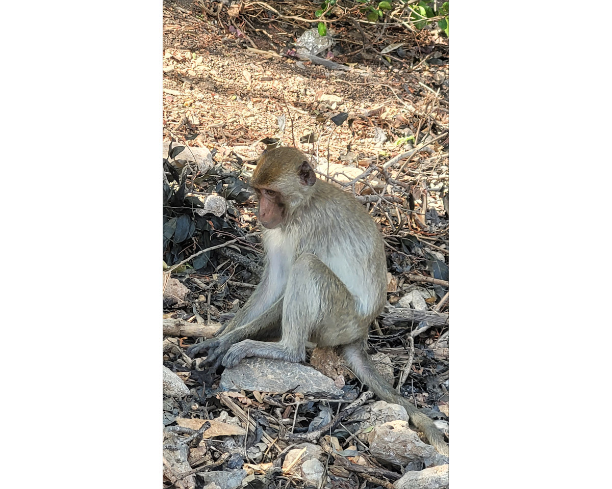 Monkeys