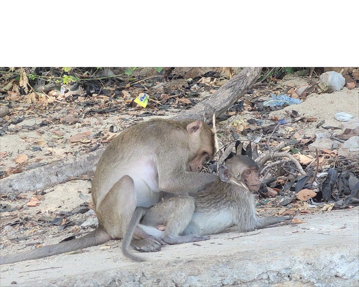 Monkeys