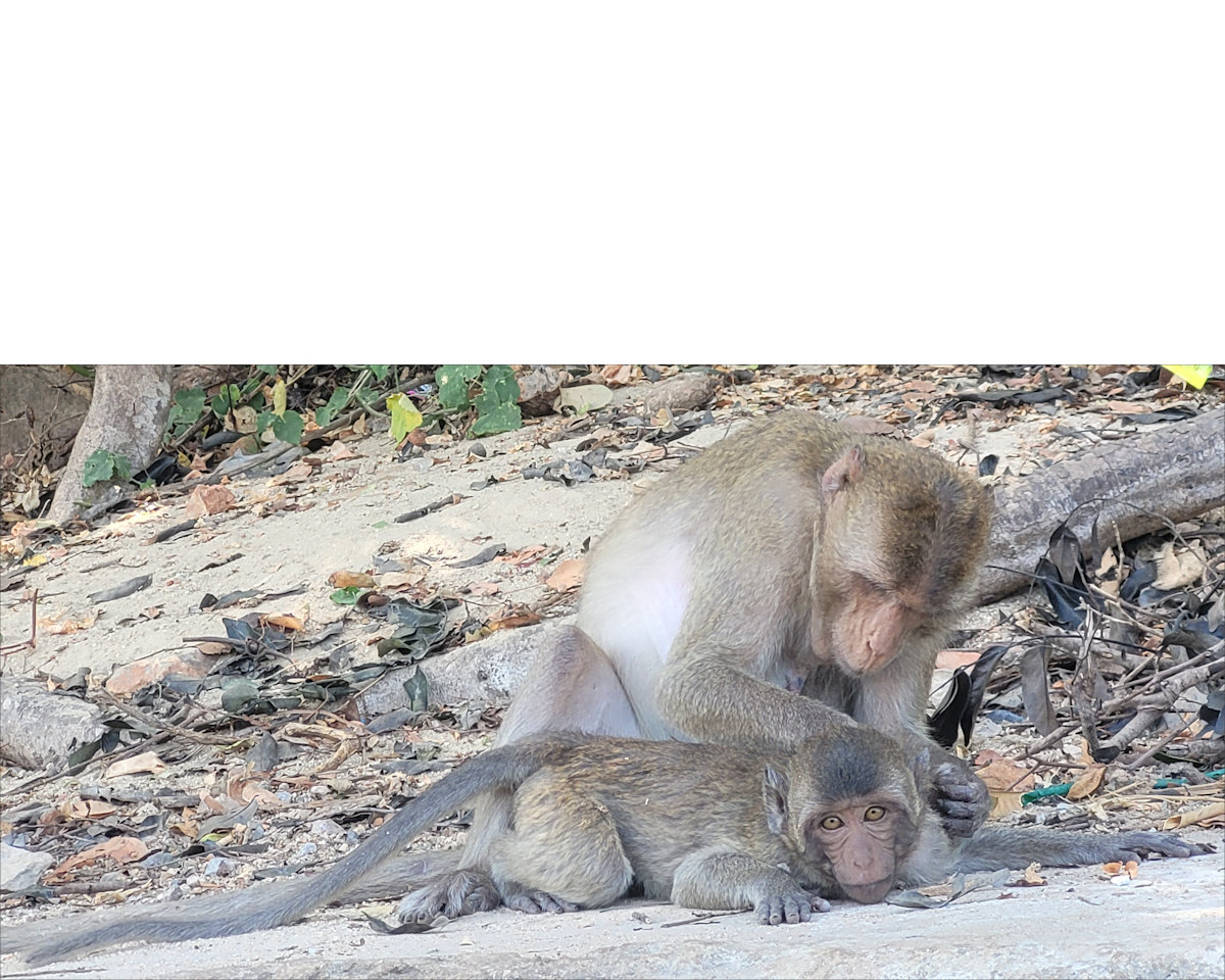 Monkeys
