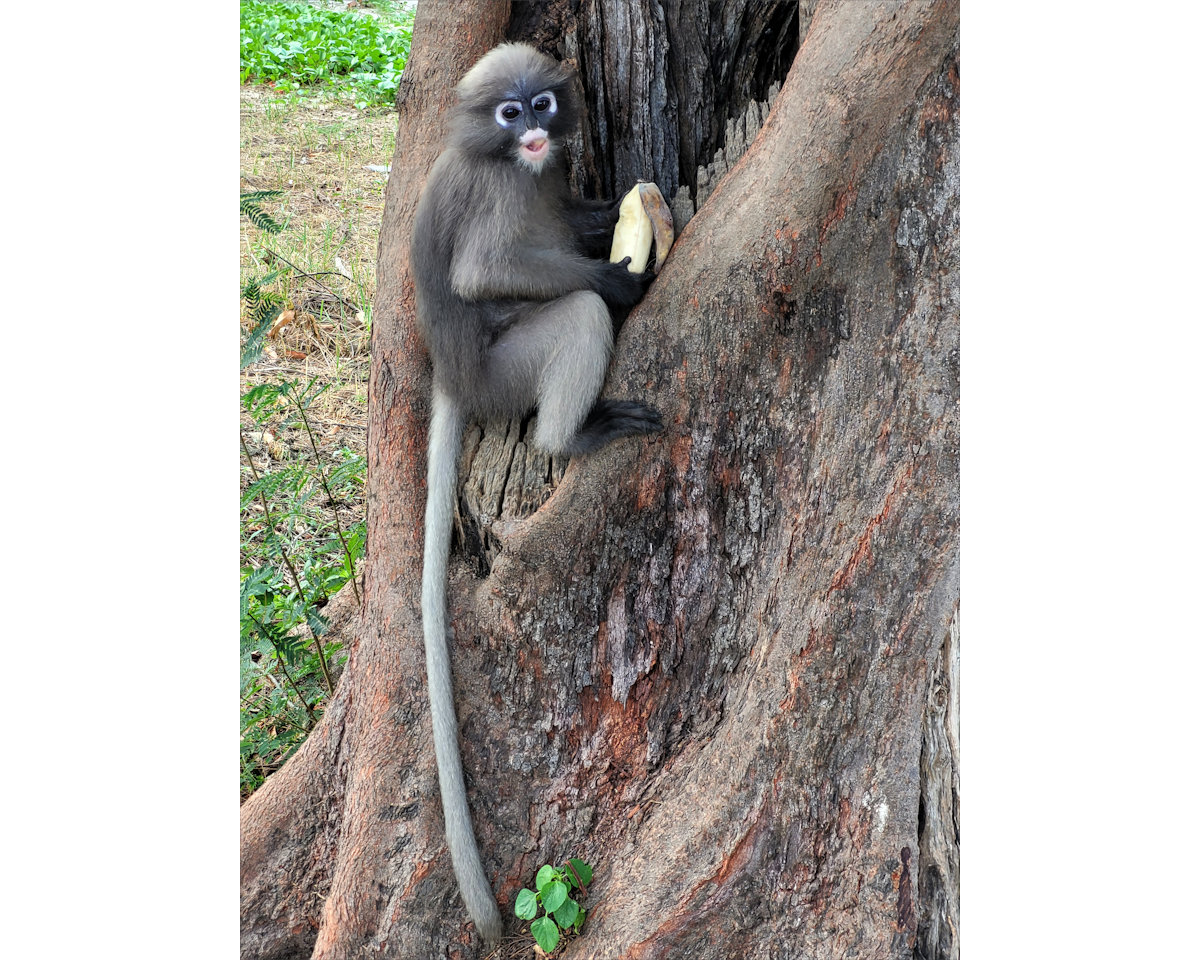 Dusky Leaf Monkeys, Wing 5, Prachuap
