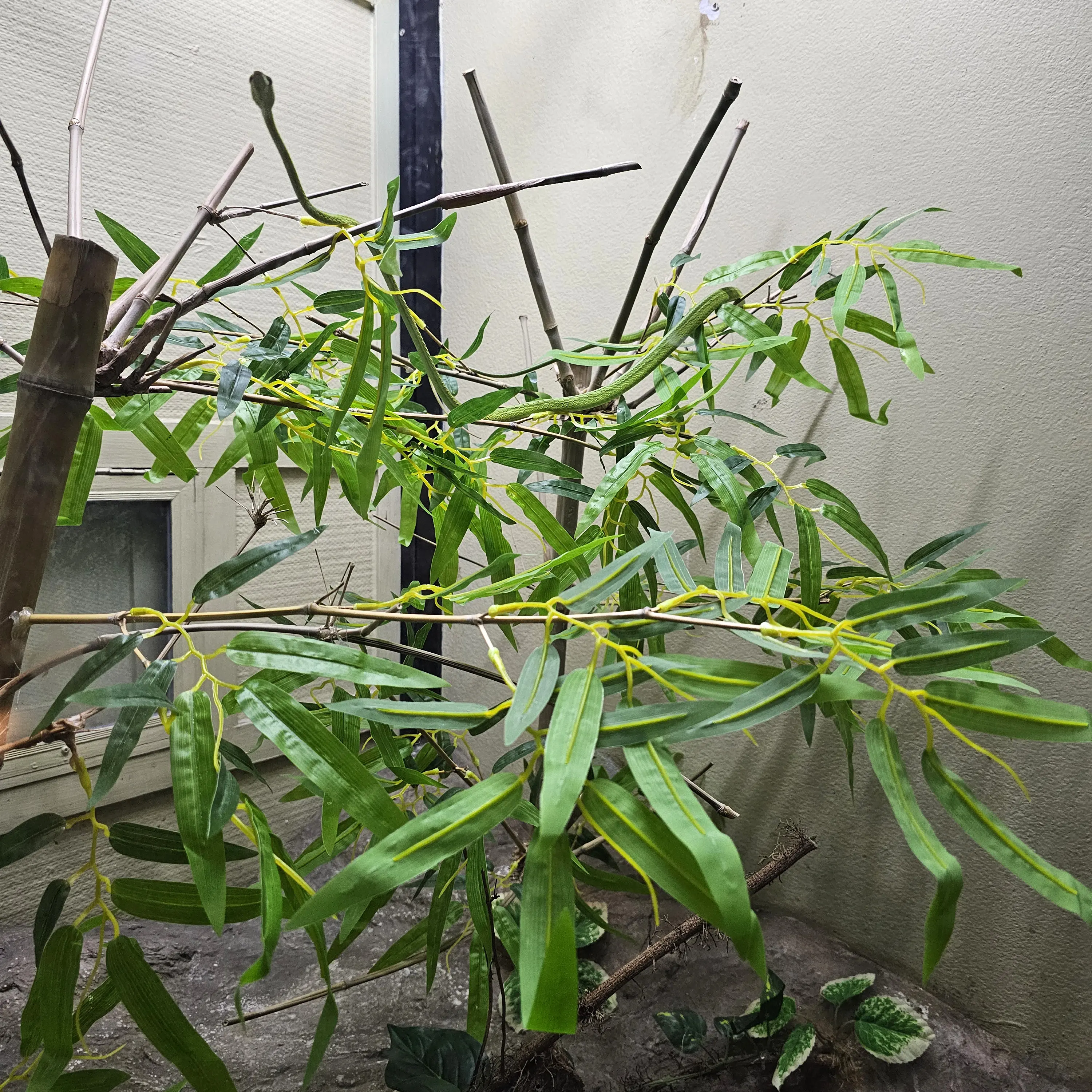 Oriental whip snake