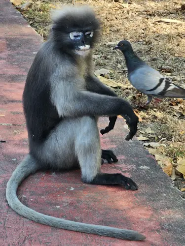 Dusky Leaf monkey with pidgeon